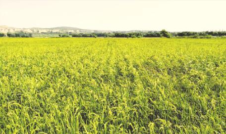 1505182024280481.jpg 3.jpg