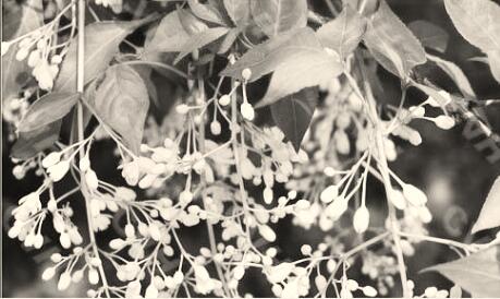 1505216187111938.jpg 2.jpg