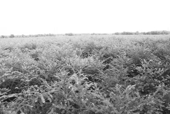 1589797800894446.jpg 3.jpg