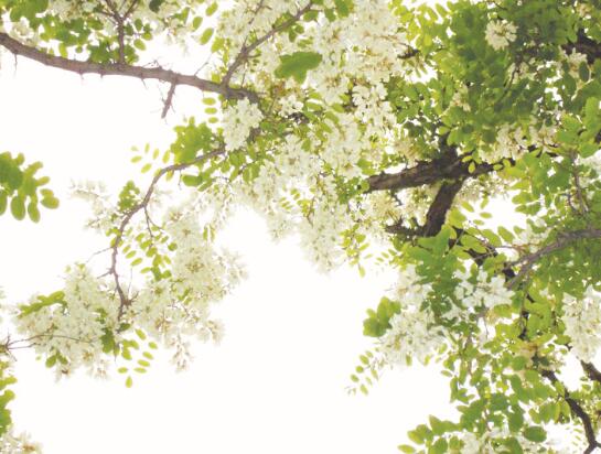 1594126830883323.jpg 2.jpg