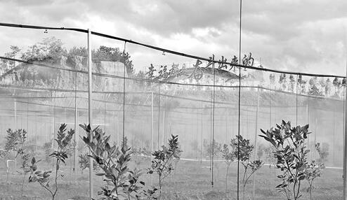 1606464594304215.jpg 4.jpg