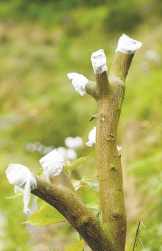 1615803886511136.jpg 4.jpg