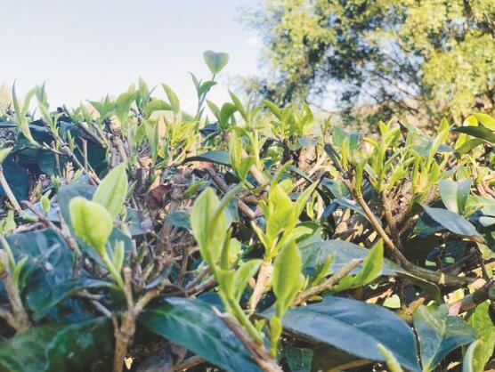 1647590543465782.jpg 3.jpg