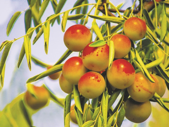 1652003877862112.jpg 1-4 图配文3沾化枣.jpg