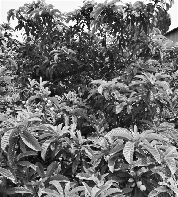 1652108733571650.jpg 7-2 1-2.jpg