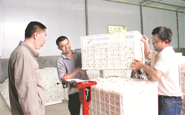 5-3 5 1春茧收购现场一片忙碌。.jpg