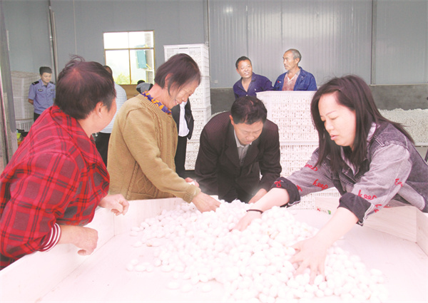 5-4 5 2首批春蚕丰收实现了“开门红”。.jpg