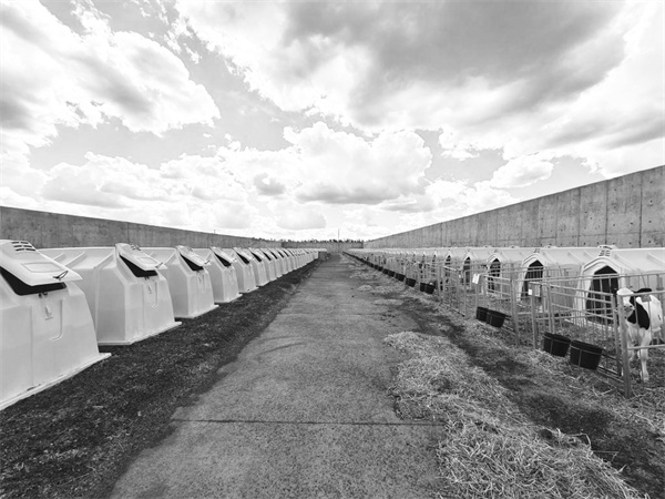 3-2 3，黑龙江克东勇进原生态牧.jpg