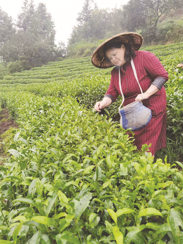 1657961175635224.jpg 4-2 1-2彭小燕在采茶.jpg