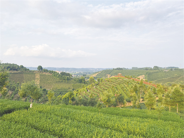 1660400216272942.jpg 4-1 1 1夹江茶园.jpg