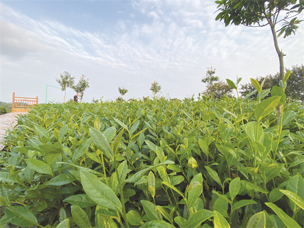 1660400220496113.jpg 4-2 1 2夹江茶园1.jpg