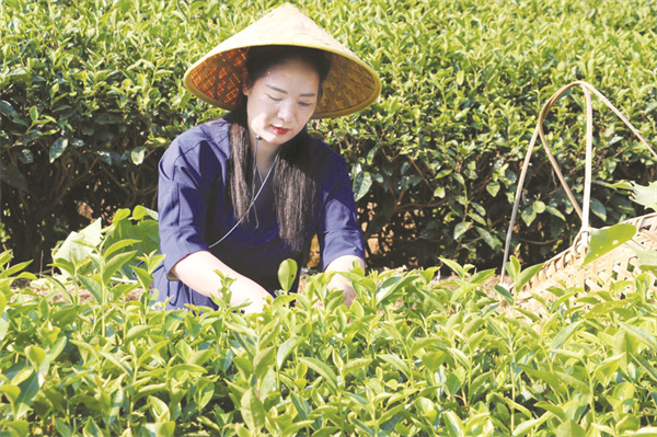 4-1 1 周月英在采茶.jpg