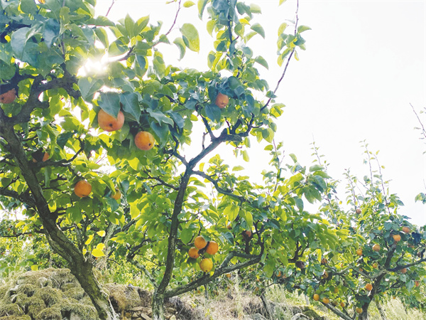 1661170291492456.jpg 4-2 2 梨园一景.jpg