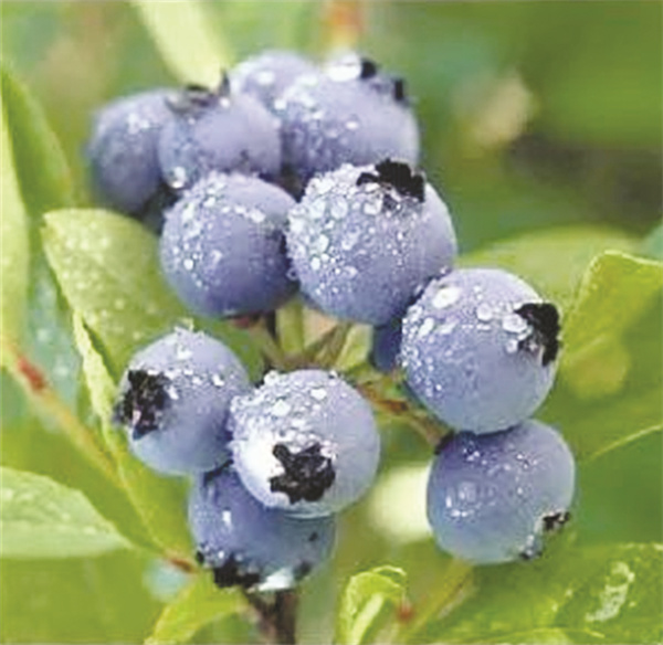 1661347809368244.jpg 1-2 1 2 备用.jpg