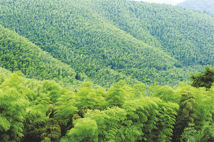 8-2 走进星星竹海.jpg