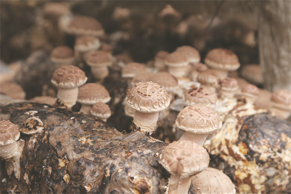 4-3 图配文2小香菇闯出“大市场”.jpg