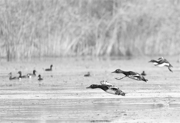 3-1 1，美丽中国展新颜.jpg