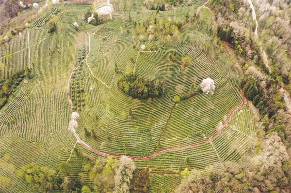 5-5 2 1北川苔子茶基地.jpg