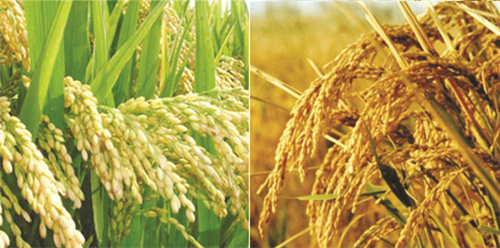 1-1 图配文1 1五常大米.jpg