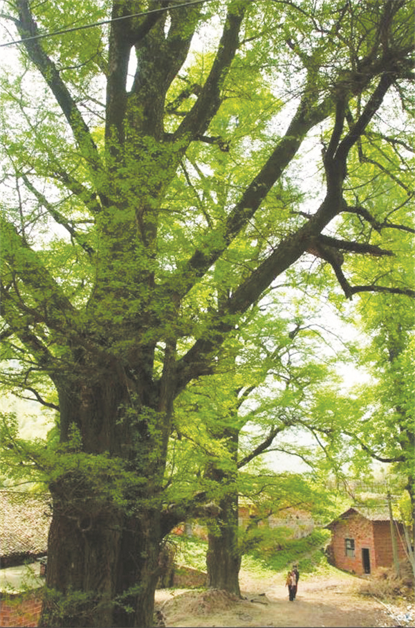 8-2 3 摄影 村夫姚星.jpg