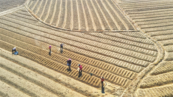 5-5 冬种百合.jpg