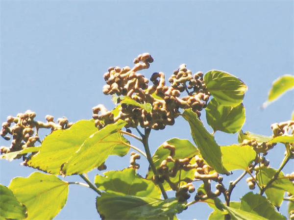 1669119890593787.jpg 8-2 3故乡的拐枣树.jpg