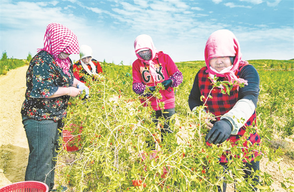 1669640174550576.jpg 4-4 1 4、宁夏中宁枸杞子基地.jpg