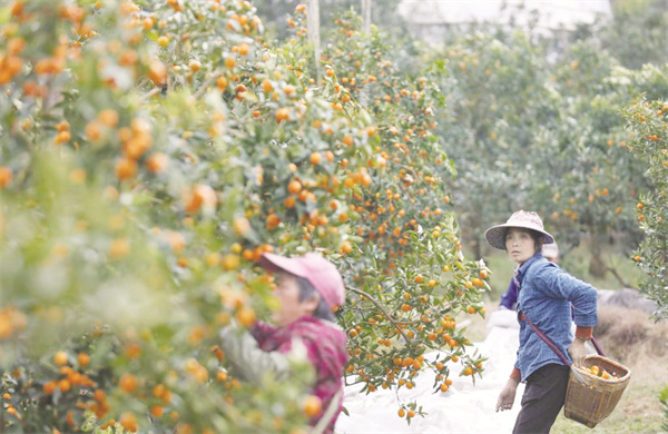 8-1 1 一棵小金桔.jpg