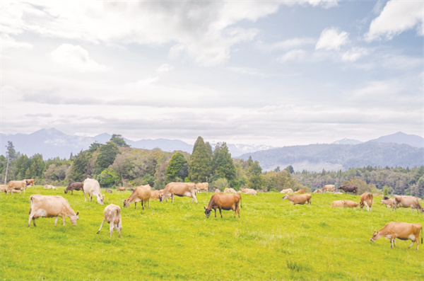 1-1 1，伊利新西兰黄金奶源牧场.jpg