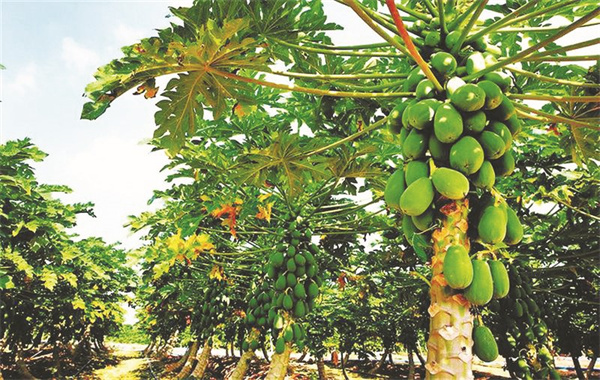 4-4 补 图配文1海南农业品牌.jpg