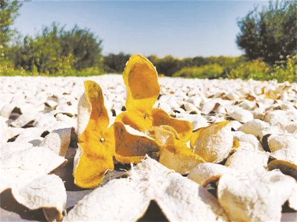 1-1 图配文1 1 广东新会 一.jpg