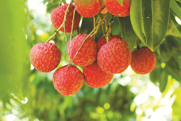 4-4 4版补图乐东县荔枝.jpg