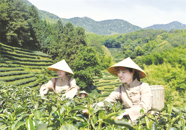 8-1 1 千年闽茶出海忙.jpg