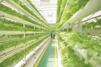 8-2 2 中国农业.jpg