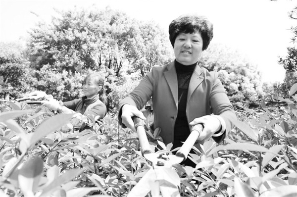 3-1 1 胡光琴在修剪苗木.jpg