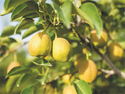 1685087094264373.jpg 1-1 图配文1库尔勒香梨.jpg