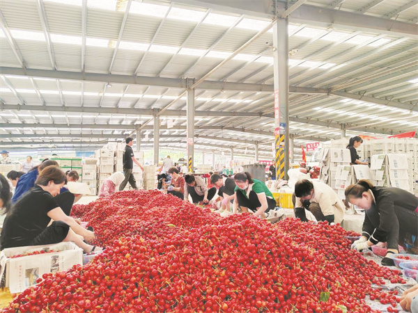 8-1 1 一颗樱桃中的农业供给侧新风.jpg