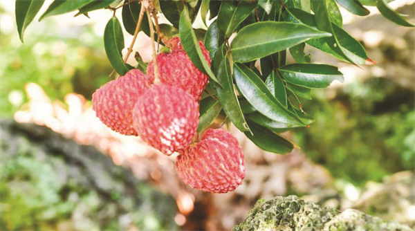 4-3 图配文3图为海口火山荔枝。　张磊供图.jpg