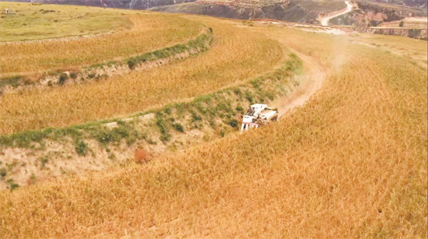 4-8 8 黄土高原上的秋收景色.jpg