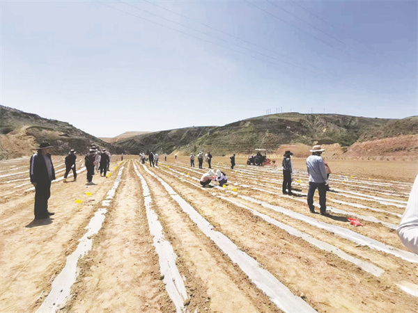 4-10 10 开展膜际种植示范推广.jpg