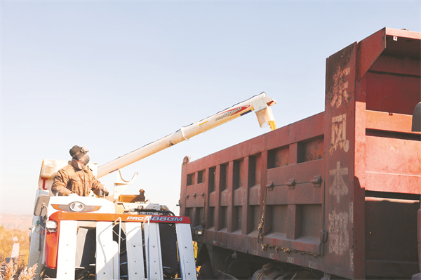 4-11 11 联合收割机收获糜子.jpg