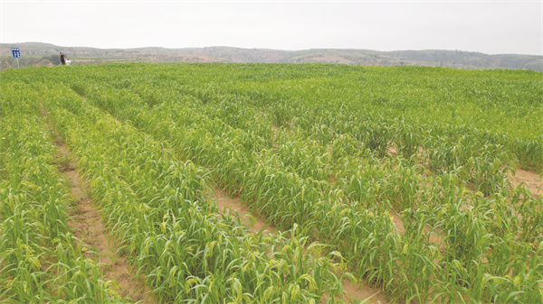 4-12 12 木瓜镇万亩糜子示范基地.jpg