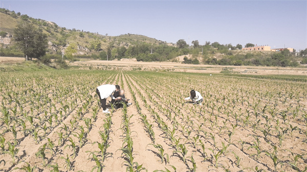 4-13 13 农技员在生产一线开展农作物病虫害调查.jpg