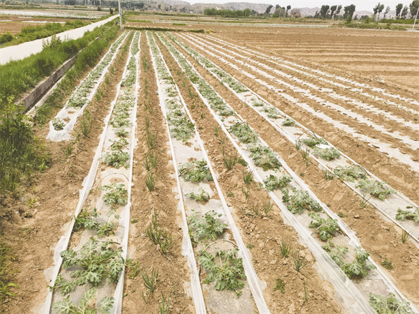 4-15 15 墙头农业园区高标准农田实现“一年两耕”.jpg