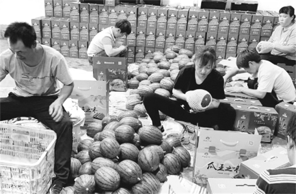 3-2 图配文2精品小西瓜何以走俏市场.jpg