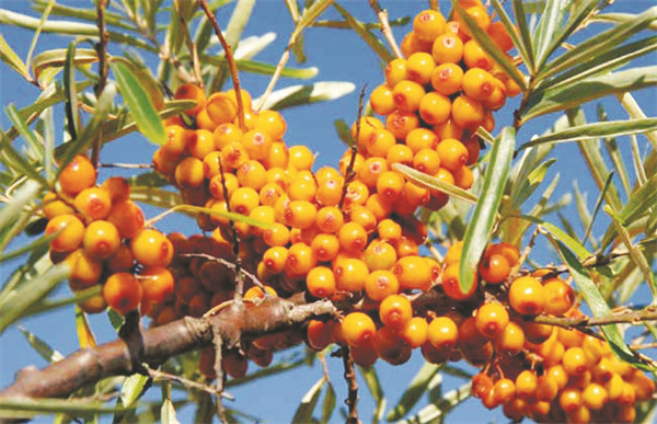 1-1 图配文1沙棘.jpg