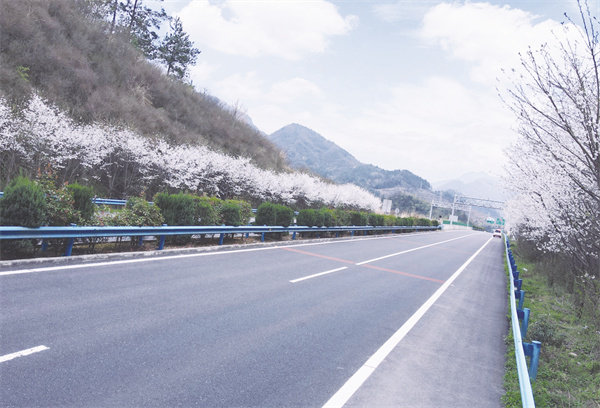 8-3 5 1 樱花弥漫十房高速路.jpg