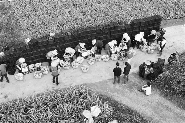 1710600607200052.jpg 3-1 图1“徐闻模式”改变菠萝产业.jpg