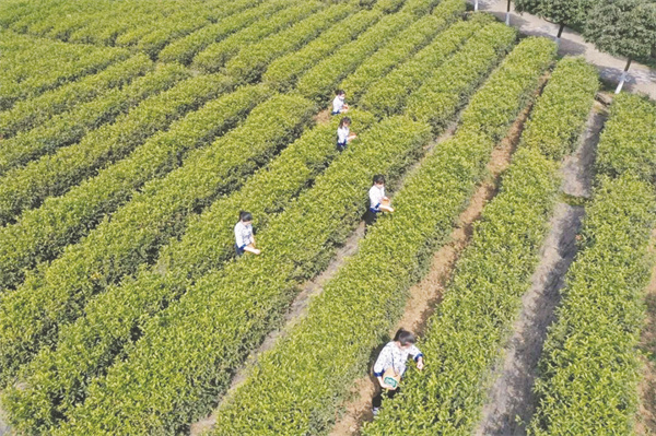 1711025842471903.jpg 4-8 2 2 东裕茗茶平均每天.jpg