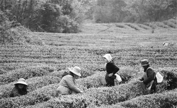 1711097543287779.jpg 3-1 图1品牌赋能产品 毕节以品牌.jpg